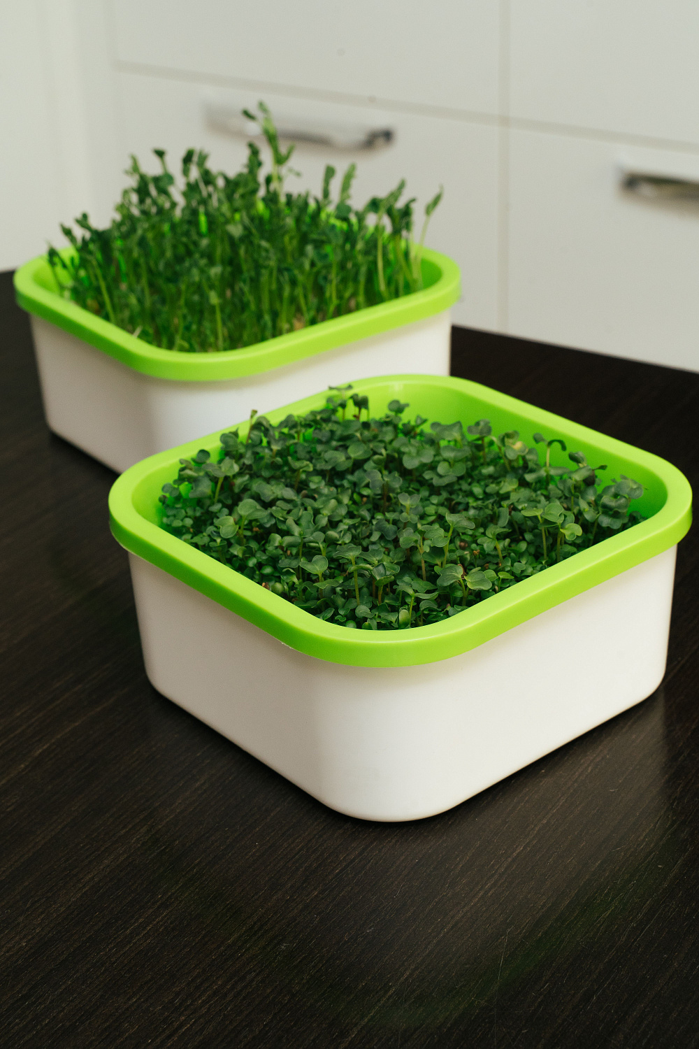 Как вырастить микрозелень в домашних условиях? Советы и рекомендации по проращиванию